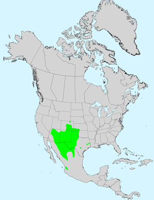 Rocky Mountain Zinnia, Zinnia grandiflora: Click image for full size map.